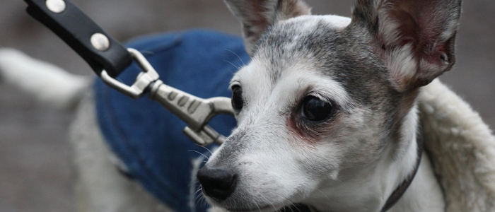 Stichting de Roodkapjes