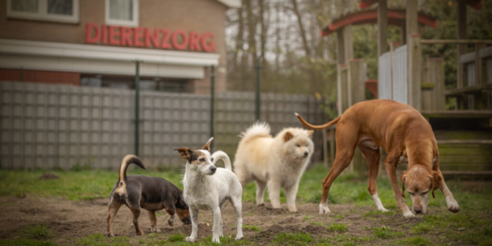 Dierenzorg Zaanstreek