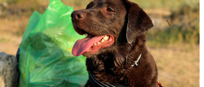 Enjoycleaningup Foundation