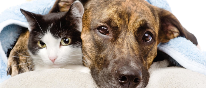 Stichting Bevordering Huisdierenwelzijn