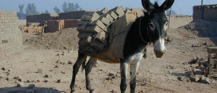 Brooke Hospital for Animals