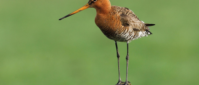 Vogelbescherming Nederland
