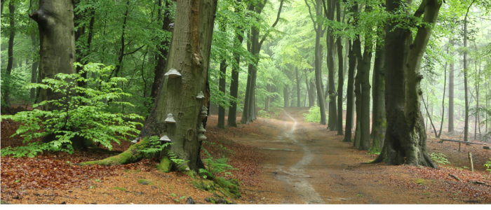 Stichting Utrechts Landschap