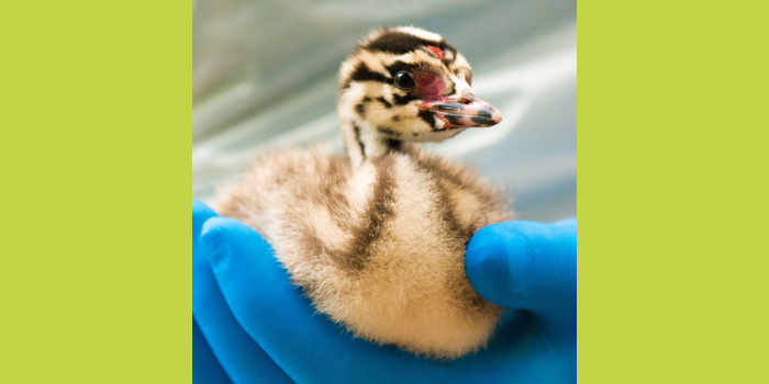 Vogelhospitaal