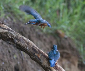 1800 Alcedo atthis 42 I Jsvogel Saxifraga Mark Zekhuis