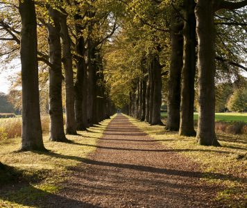 Beukenlaan NAMO47774 klein