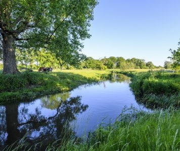 Dommeldal Koe NAMO109733 klein