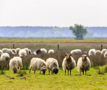 Drenths heideschaap NAMO74258 klein