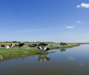 Friesland Koe bij water NAMO116301