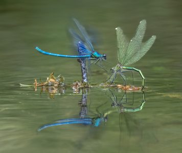 Natuurmonumenten Klaas van der Wal 1920 MF12888
