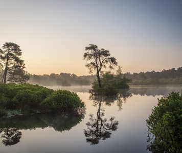 Oisterwijkse bossen NAMO119991