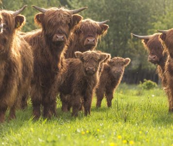 Schotse hooglanders NAMO56232 klein