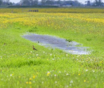 Weidevogels Natuurmonumenten Martin van Lokven NAMO109808 klein