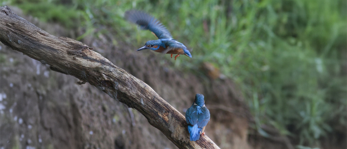 1800 Alcedo atthis 42 I Jsvogel Saxifraga Mark Zekhuis