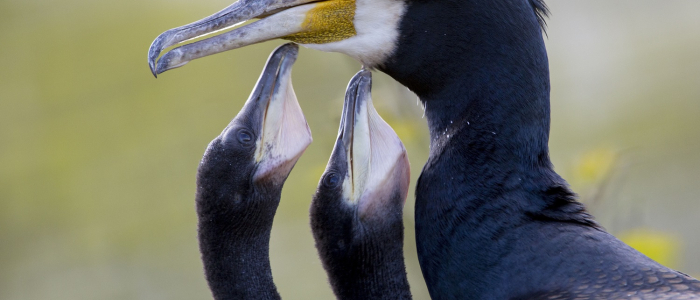 Aalscholver met jongen Naardermeer NAMO89006 klein