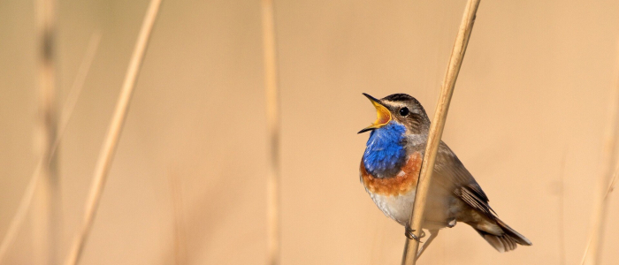 B Lauwborst 1920 NAMO105368