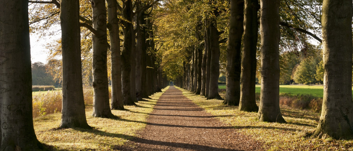 Beukenlaan NAMO47774 klein