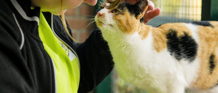 DOC Gouda dierenasiel kat 2 knuffelen Anneloes medewerker