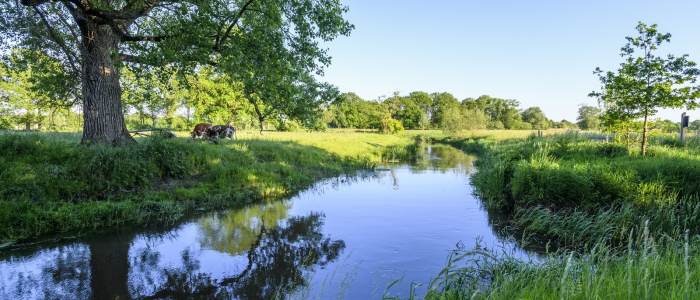 Dommeldal Koe NAMO109733 klein