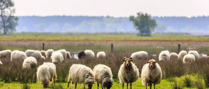 Drenths heideschaap NAMO74258 klein