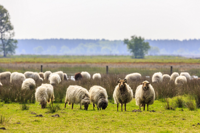 Drenths heideschaap NAMO74258 klein