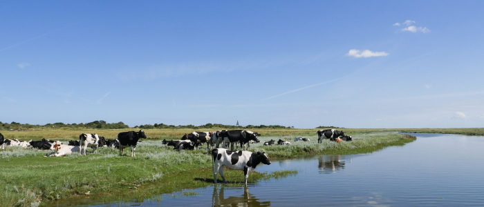 Friesland Koe bij water NAMO116301