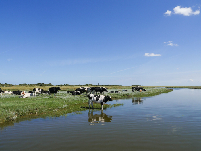 Friesland Koe bij water NAMO116301