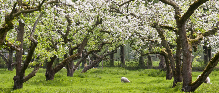 Fruitbomen in bloei met schapen NAMO55494 klein