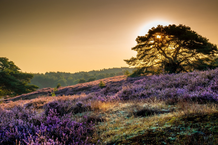 Heide in bloei foto Chris Herben