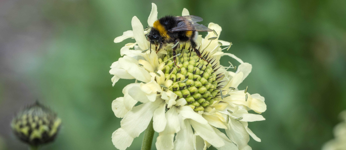 Hommel Bert de Graaf foto NMO