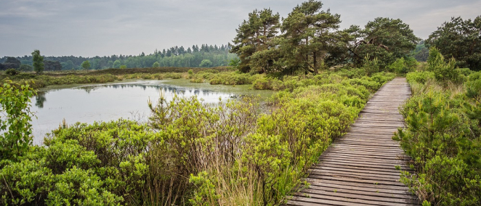 Kempen NAMO105068 klein