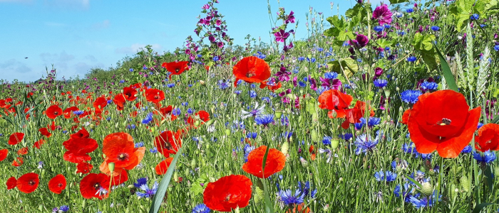 Klaproos korenbloemen NAMO102849