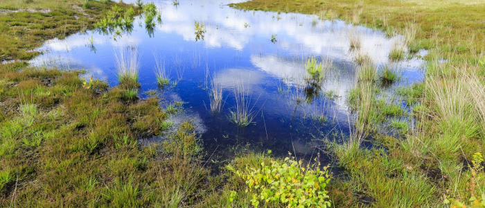 Landschap Brabant vennetje NAMO84818 klein