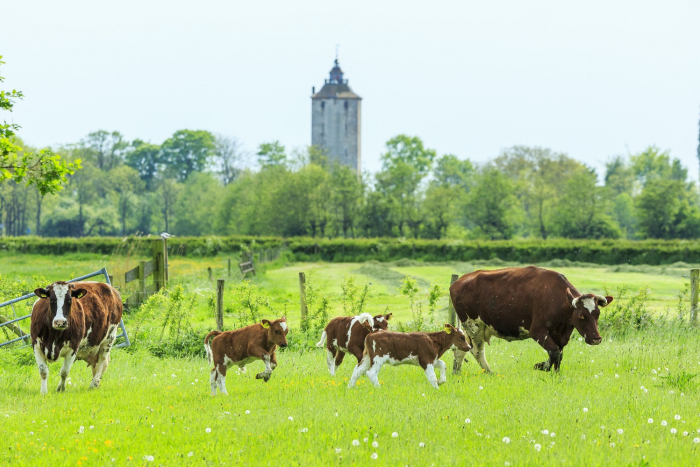 Landschap Haarzuilens en kalfjes NAMO81770 klein