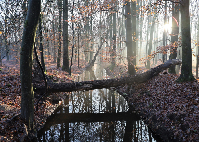 Leuvenumse Bos NAMO117291 klein