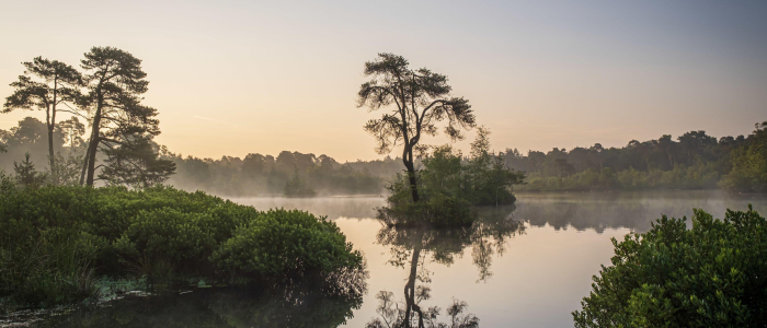 Oisterwijkse bossen NAMO119991