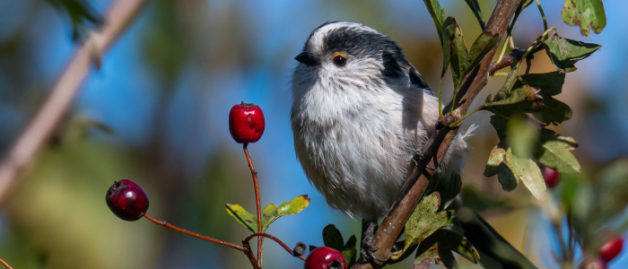 Ruud van Beusekom Staartmees29sep2024 De Muy1945