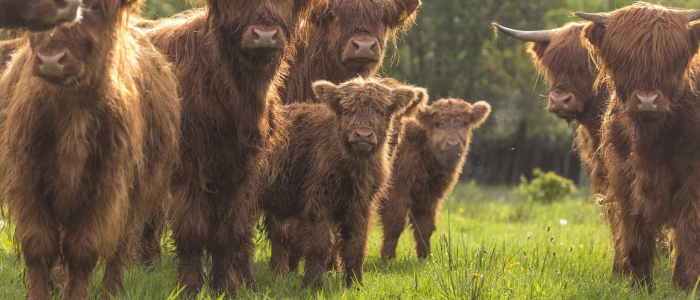 Schotse hooglanders NAMO56232 klein