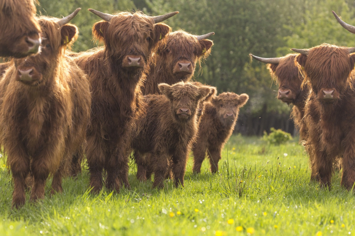 Schotse hooglanders NAMO56232 klein