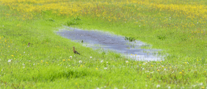 Weidevogels Natuurmonumenten Martin van Lokven NAMO109808 klein