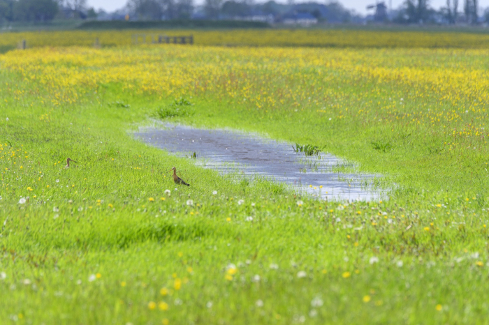 Weidevogels Natuurmonumenten Martin van Lokven NAMO109808 klein